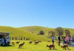 Booming Aussie businesses, top opportunities