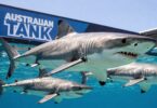 Sharks swimming in blue water, Australian Shark Tank theme.