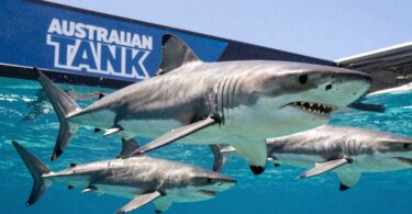 Sharks swimming in blue water, Australian Shark Tank theme.