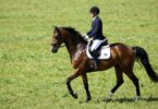 Horse and rider in a green field at Tandivale Equestrian Centre.