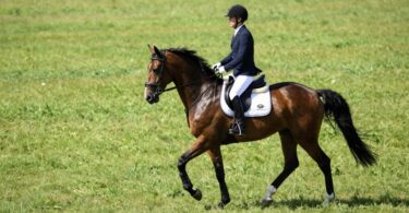 Horse and rider in a green field at Tandivale Equestrian Centre.