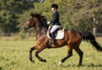 Young rider on pony in grassy field