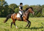 Young rider on pony galloping in field
